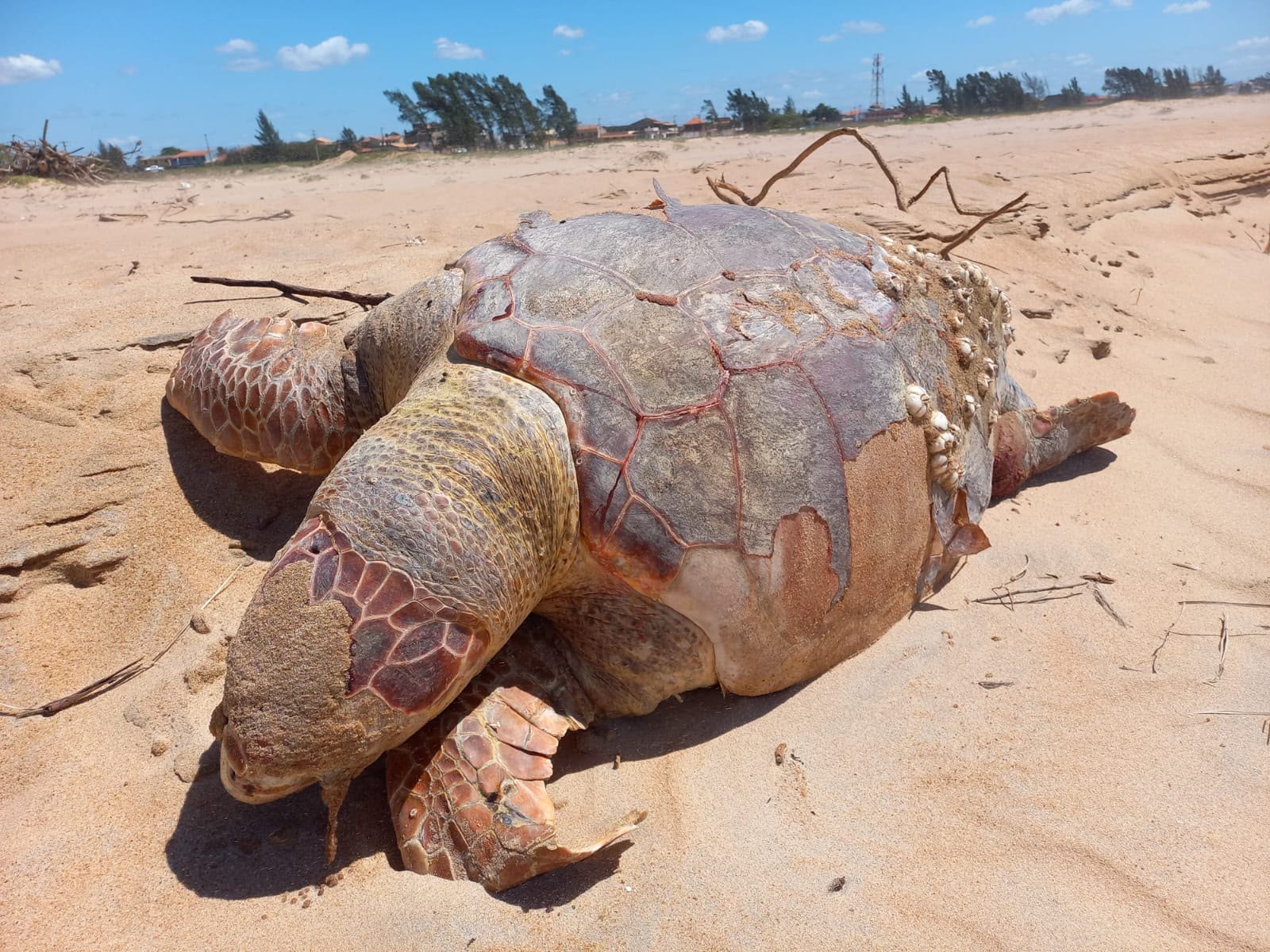 Quatro tartarugas marinhas morrem em praia de São Francisco; laudo descarta doença e instituto aponta risco da pesca