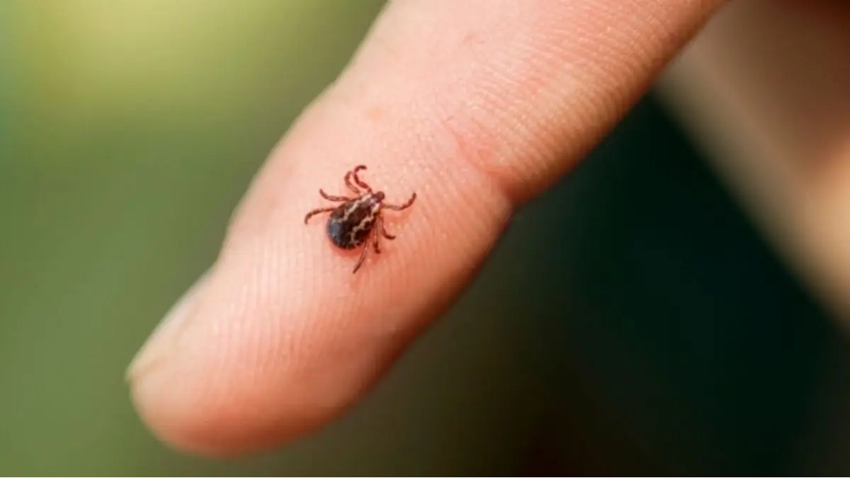Febre maculosa já causou quatro mortes no RJ em 2026, com concentração no Norte e Noroeste